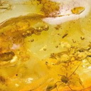 Amber