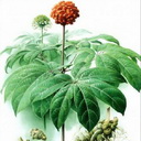Sanqi